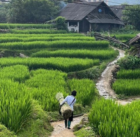 Sapa trekking